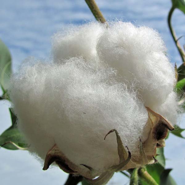 ワタ 綿 栽培キット 苔玉 盆栽 インテリア 自然と暮らす 自然生活ネット通販