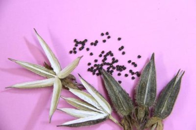 画像1: トロロアオイ（ハナオクラ）種子