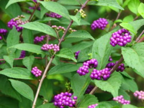 コムラサキシキブ 小紫式部 苗 植木 庭木 花木苗 自然を育てる 自然生活ネット通販