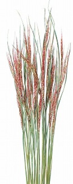 画像1: 古代赤米の穂束（３０本束） (1)