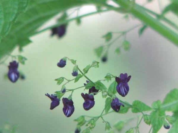 クロバナヒキオコシ 黒花引起こし 苗２鉢セット 山野草苗 自然を育てる 自然生活ネット通販