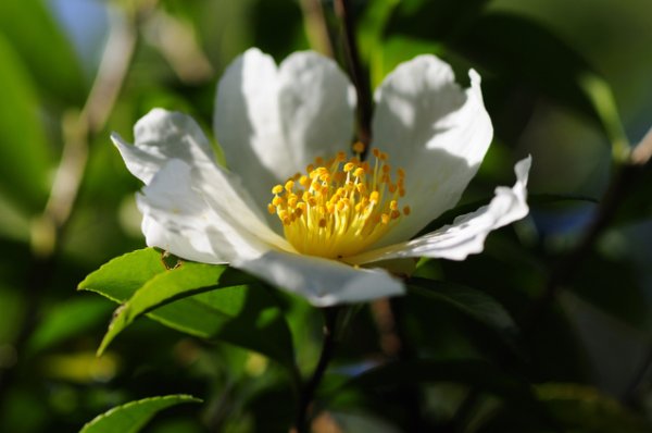 画像1: 白花サザンカ（山茶花）苗 (1)