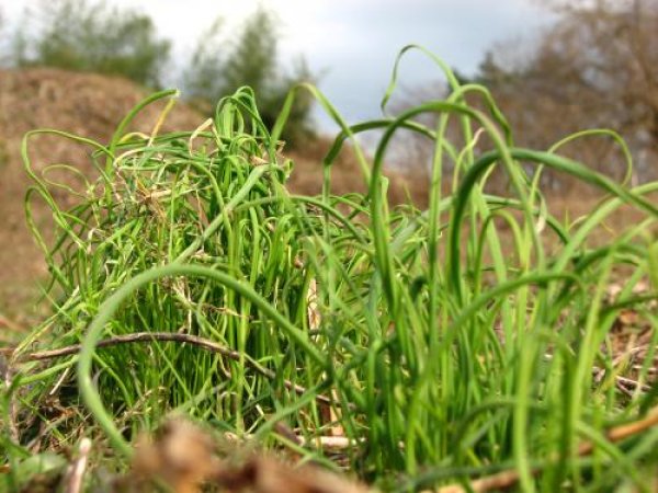 ノビル 野蒜 寄せ植え 山菜苗 自然を育てる 自然生活ネット通販