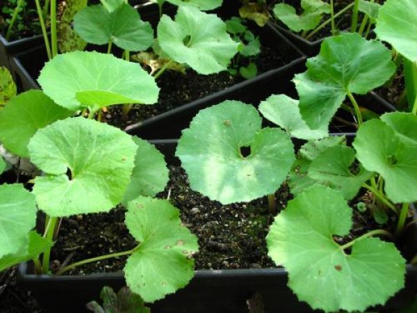 フキ 蕗 寄せ植え 山菜苗 自然を育てる 自然生活ネット通販