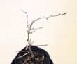 画像2: フジザクラ（富士桜）盆栽用小苗 (2)