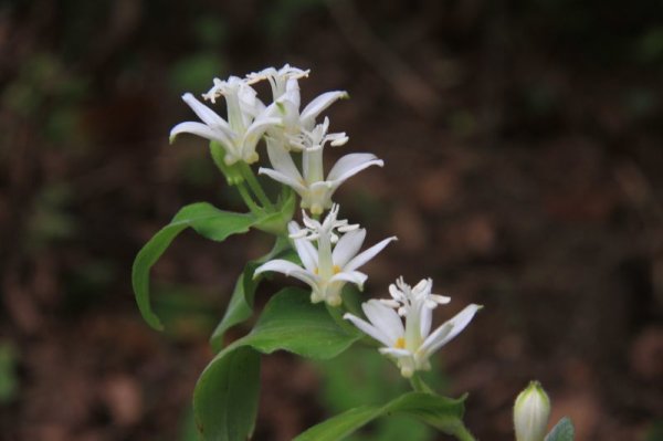 画像1: 白花ホトトギス（野生種杜鵑草）種子 (1)