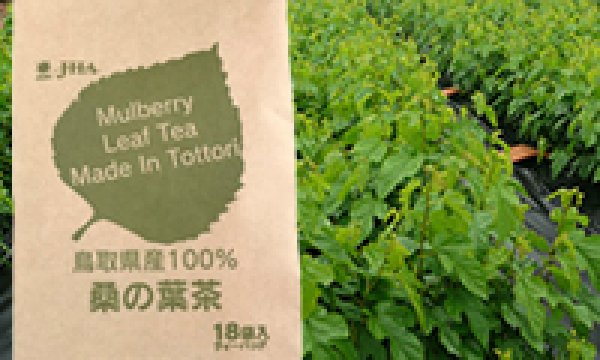 画像1: 鳥取県産100％　桑の葉茶 (1)