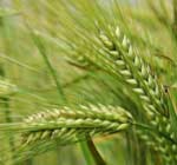 画像1: 二条大麦（ワセドリ二条）種1ｋｇ (1)