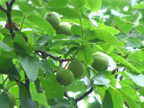 菓子クルミ種８個セット 果樹栽培苗 自然を育てる 自然生活ネット通販