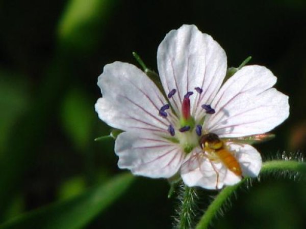 画像1: 白花ゲンノショウコ（現の証拠）苗２鉢セット (1)