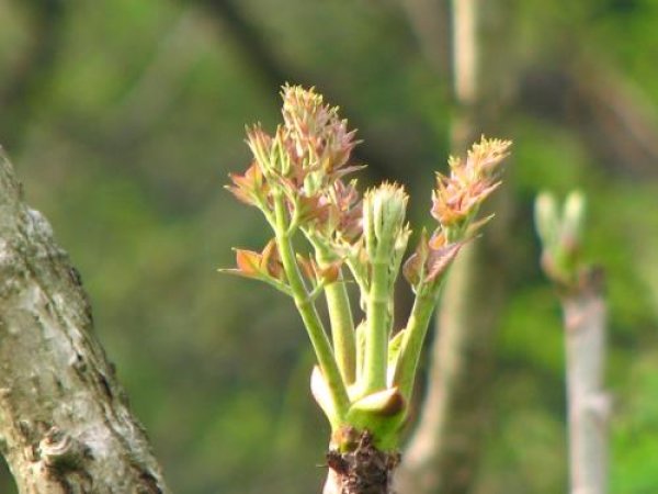 タラノキ 楤木 苗 トゲ無し 山菜栽培苗 自然を育てる 自然生活ネット通販