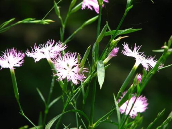カワラナデシコ種子 野生種 山野草苗 自然を育てる 自然生活ネット通販