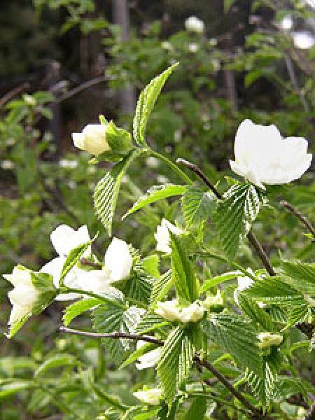 ヤマブキ 白山吹 植木 庭木 花木苗 自然を育てる 自然生活ネット通販