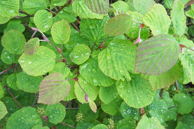 トサミズキ苗 植木 苗木 庭木 花木苗 自然生活ネット通販