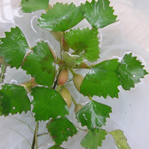 水生植物　オニビシ（鬼菱）苗