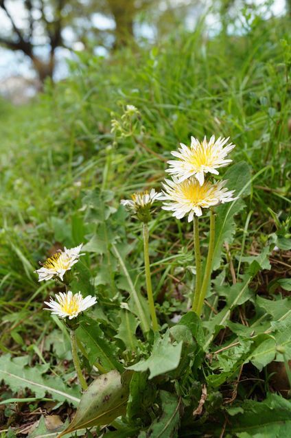 日本タンポポ 山野草栽培苗 自然を育てる 自然生活ネット通販