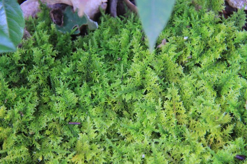 シノブゴケ 忍苔 盆栽 インテリア 自然と暮らす 自然生活ネット通販