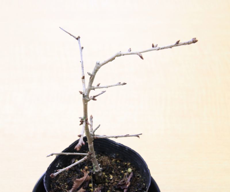 フジザクラ 富士桜 盆栽用小苗 苔玉 盆栽 インテリア 自然と暮らす 自然生活ネット通販
