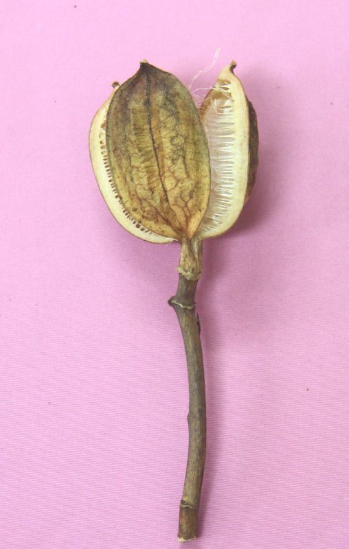 ウバユリ（姥百合）の花枝