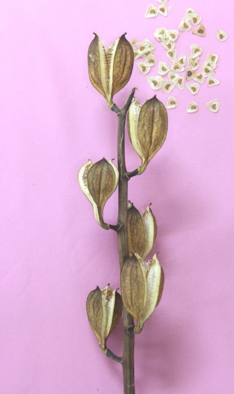 ウバユリ（姥百合）の花柄